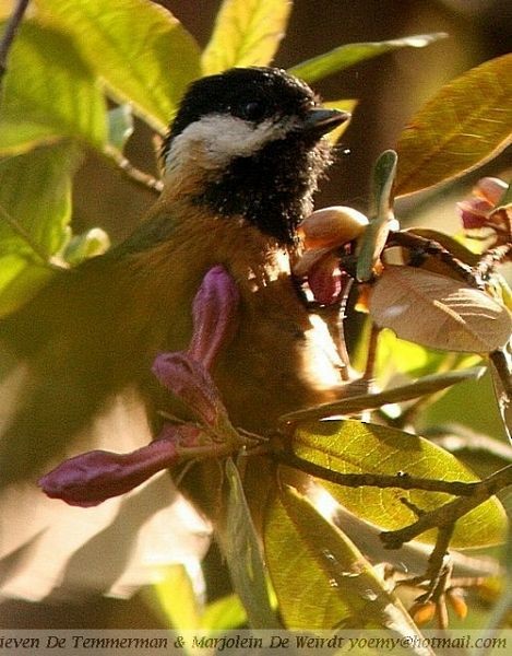 Pere David's Tit - Lieven De Temmerman