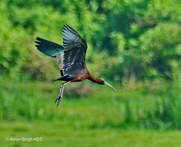 Glossy Ibis - ML378257961