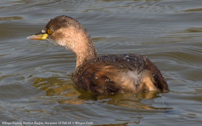 Little Grebe - ML378258401