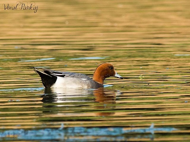 Eurasian Wigeon - Pankaj Maheria