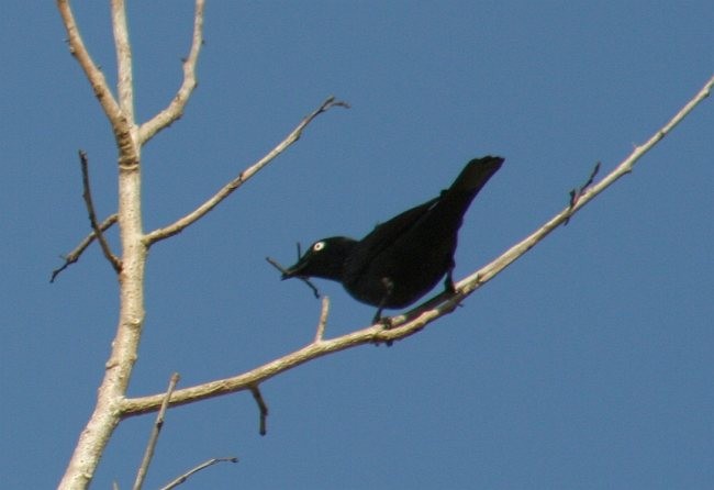 Asian Glossy Starling - ML378259301