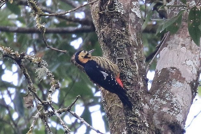 Darjeeling Woodpecker - ML378260161