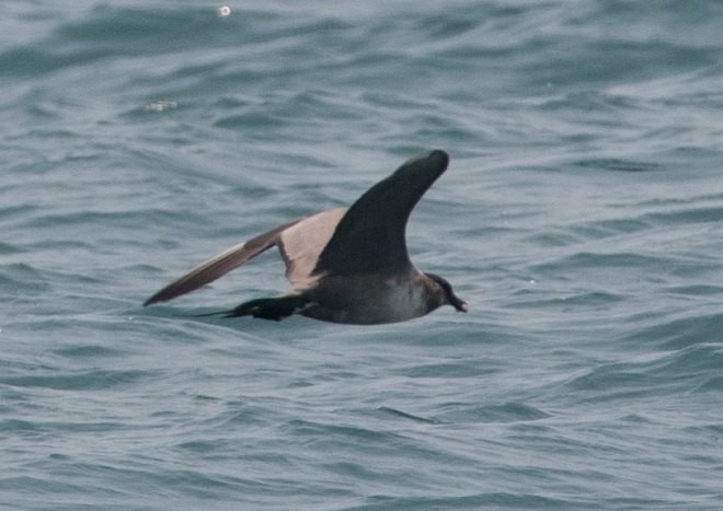 Long-tailed Jaeger - ML378261081