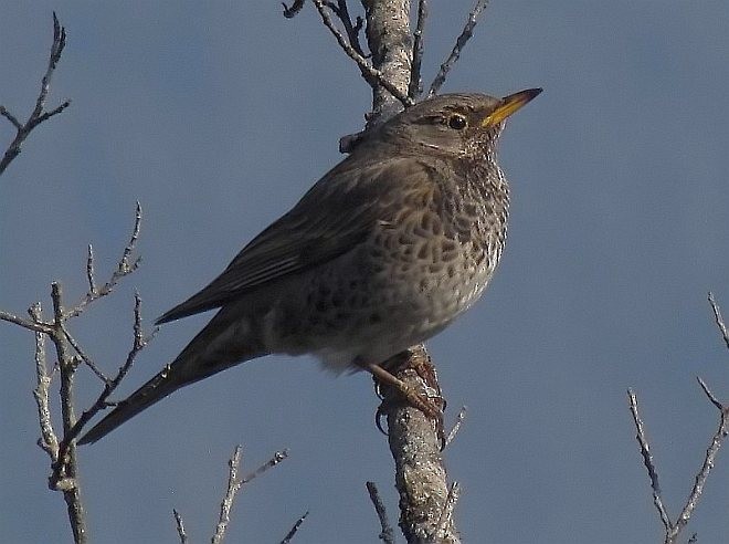 Black-throated Thrush - ML378261351