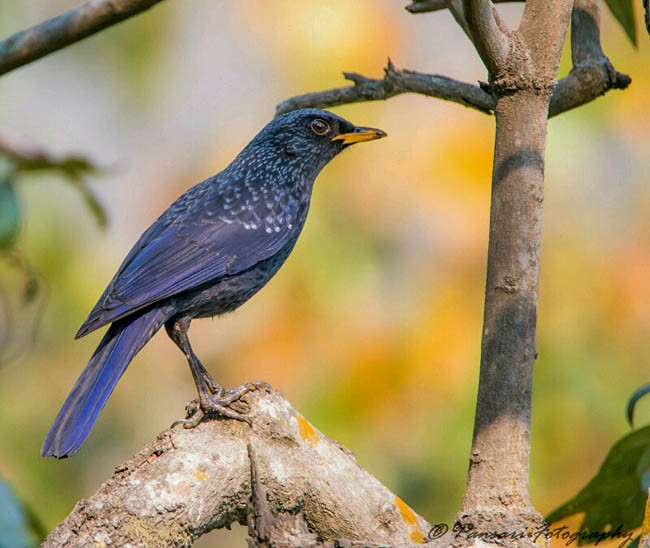 Blue Whistling-Thrush (Yellow-billed) - ML378262751