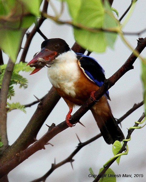 Black-capped Kingfisher - ML378264421