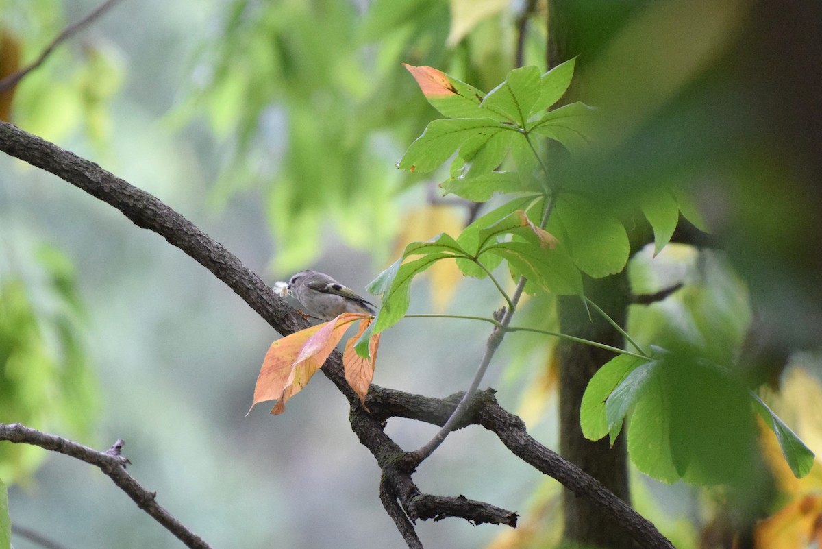 Golden-crowned Kinglet - ML37826461