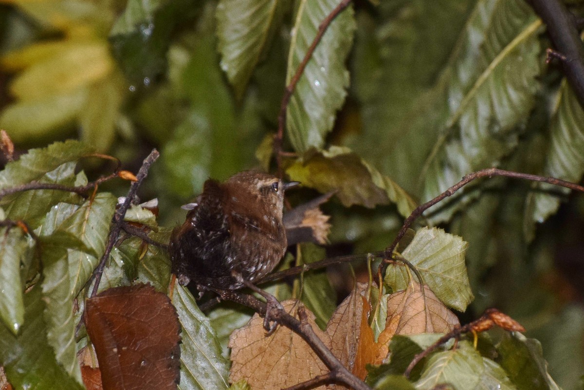 Winter Wren - ML37826481