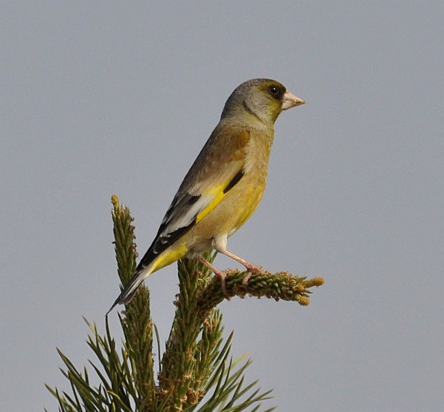 Oriental Greenfinch - Jon Hornbuckle