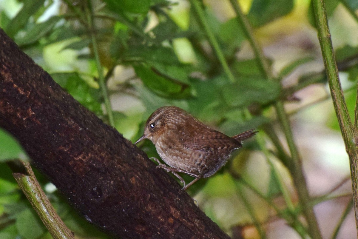 Winter Wren - irina shulgina