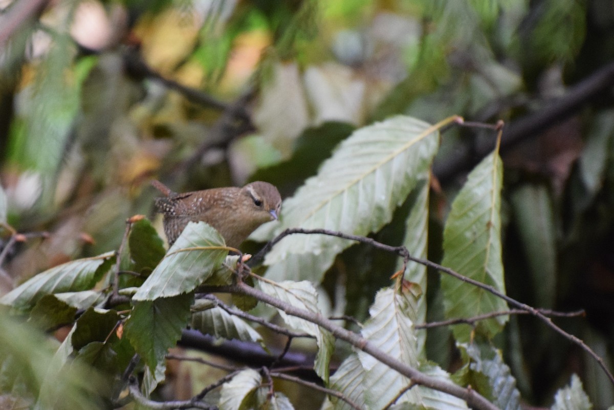 Winter Wren - irina shulgina