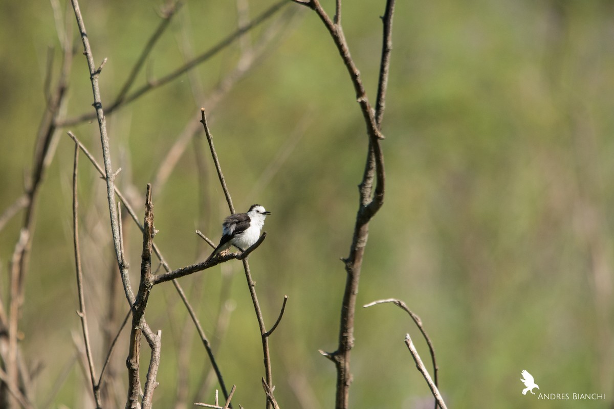 Black-backed Water-Tyrant - ML378265261