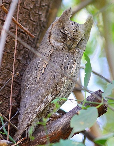 Pallid Scops-Owl - prosenjit singhadeo