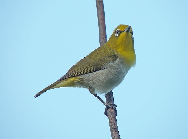 Lowland White-eye - ML378266651