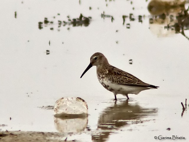 Dunlin - ML378266661