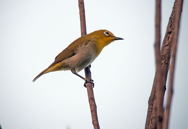 Lowland White-eye - ML378266701