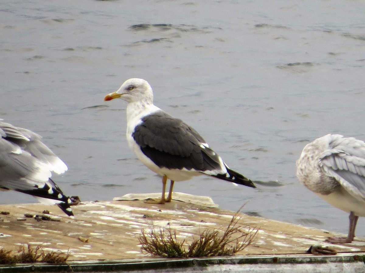 Lesser Black-backed Gull - Alan Boyd