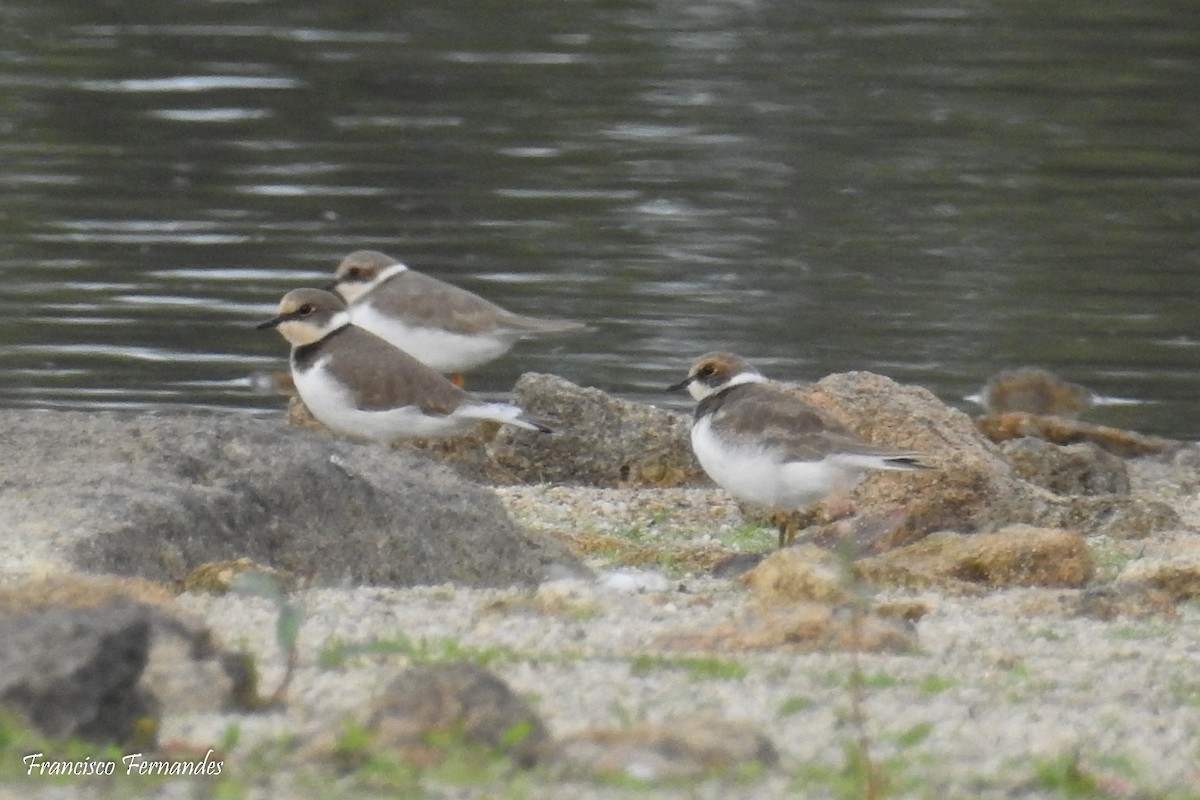 Little Ringed Plover - ML37826681