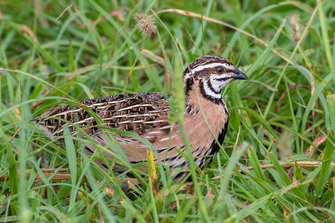 Rain Quail - ML378267251