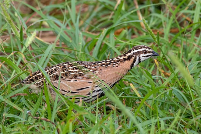 Rain Quail - Kavi Nanda