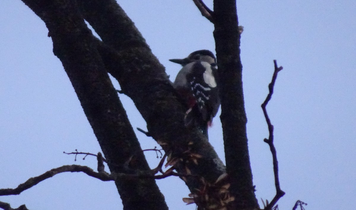 Great Spotted Woodpecker (Great Spotted) - ML378267271