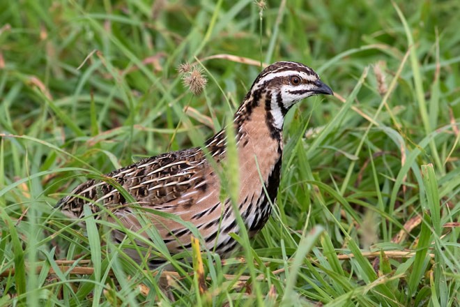 Rain Quail - Kavi Nanda