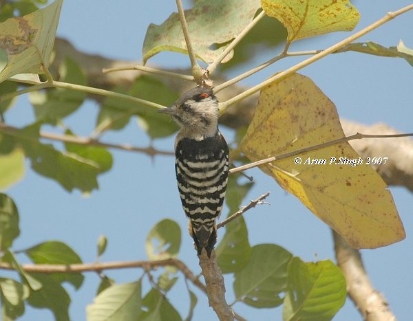 Gray-capped Pygmy Woodpecker - ML378268121