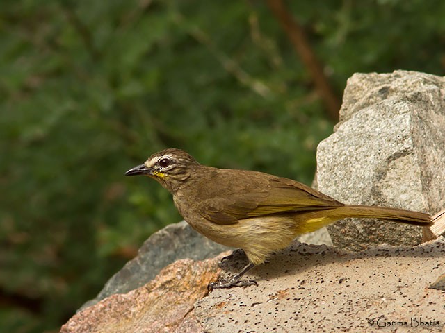 White-browed Bulbul - ML378268221