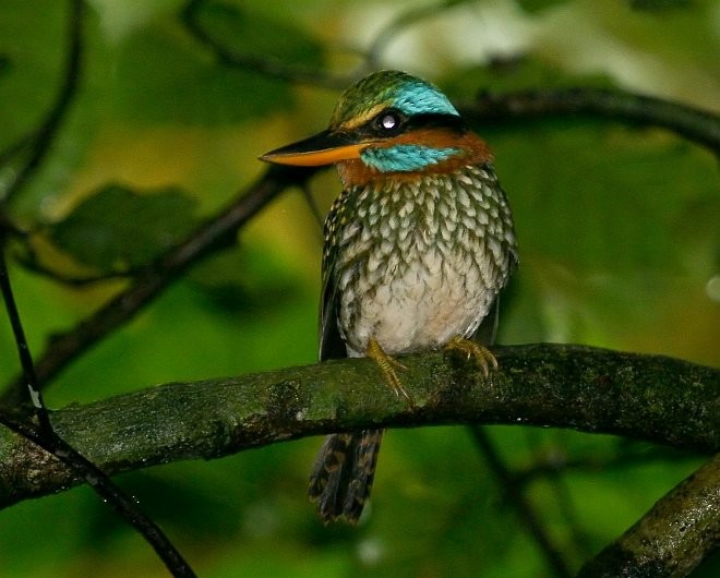 Spotted Kingfisher - ML378268391