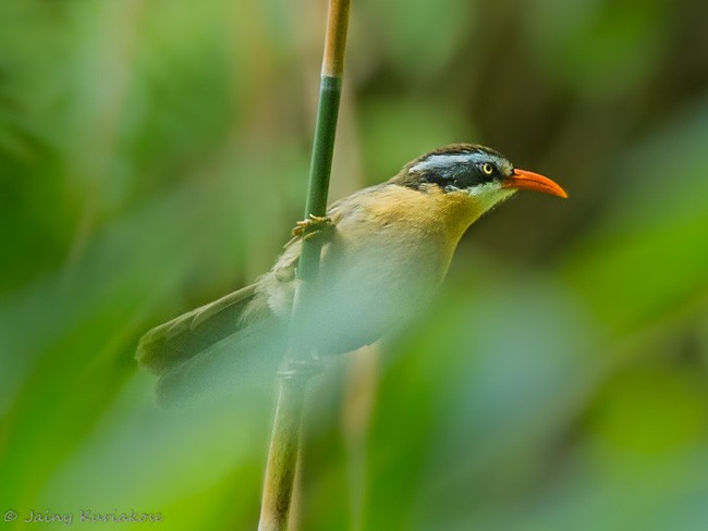 Brown-crowned Scimitar-Babbler (Phayre's) - ML378268701