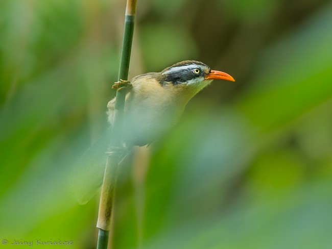 Brown-crowned Scimitar-Babbler (Phayre's) - ML378268721