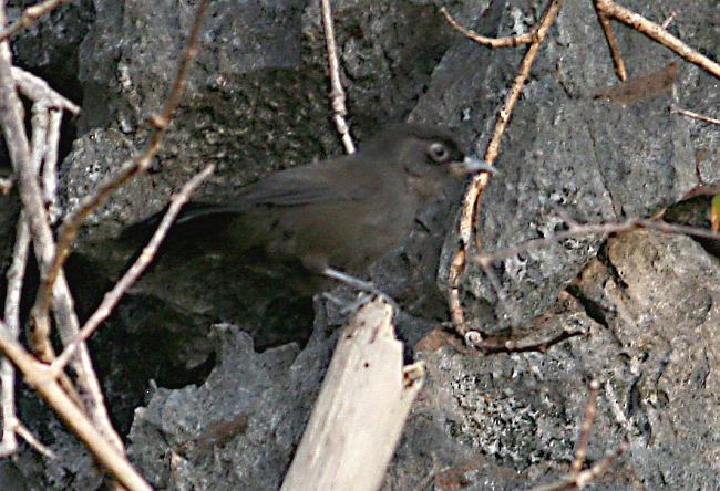 Sooty Babbler - ML378269051