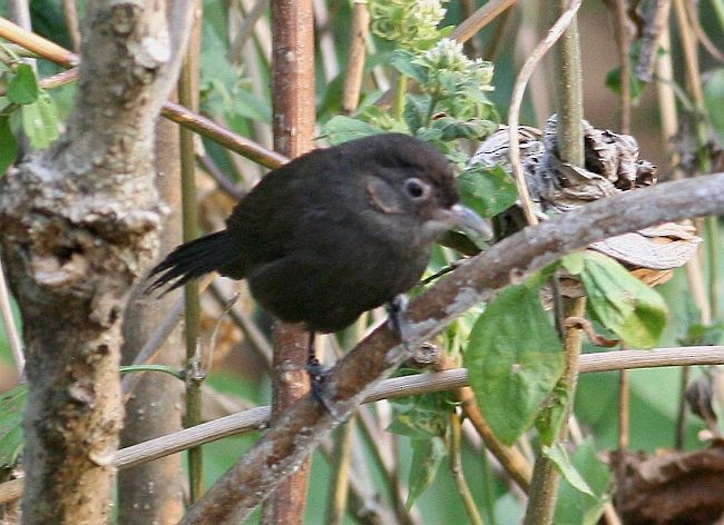 Sooty Babbler - ML378269071