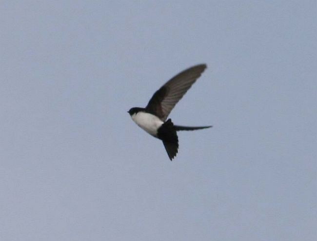 Nepal House-Martin - ML378269081