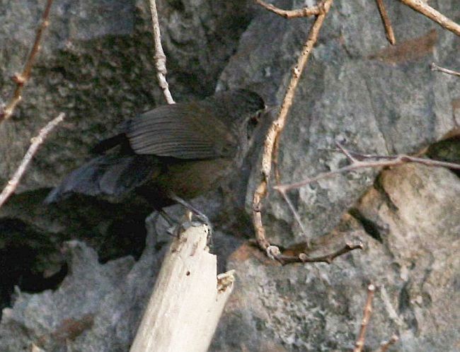 Sooty Babbler - ML378269151