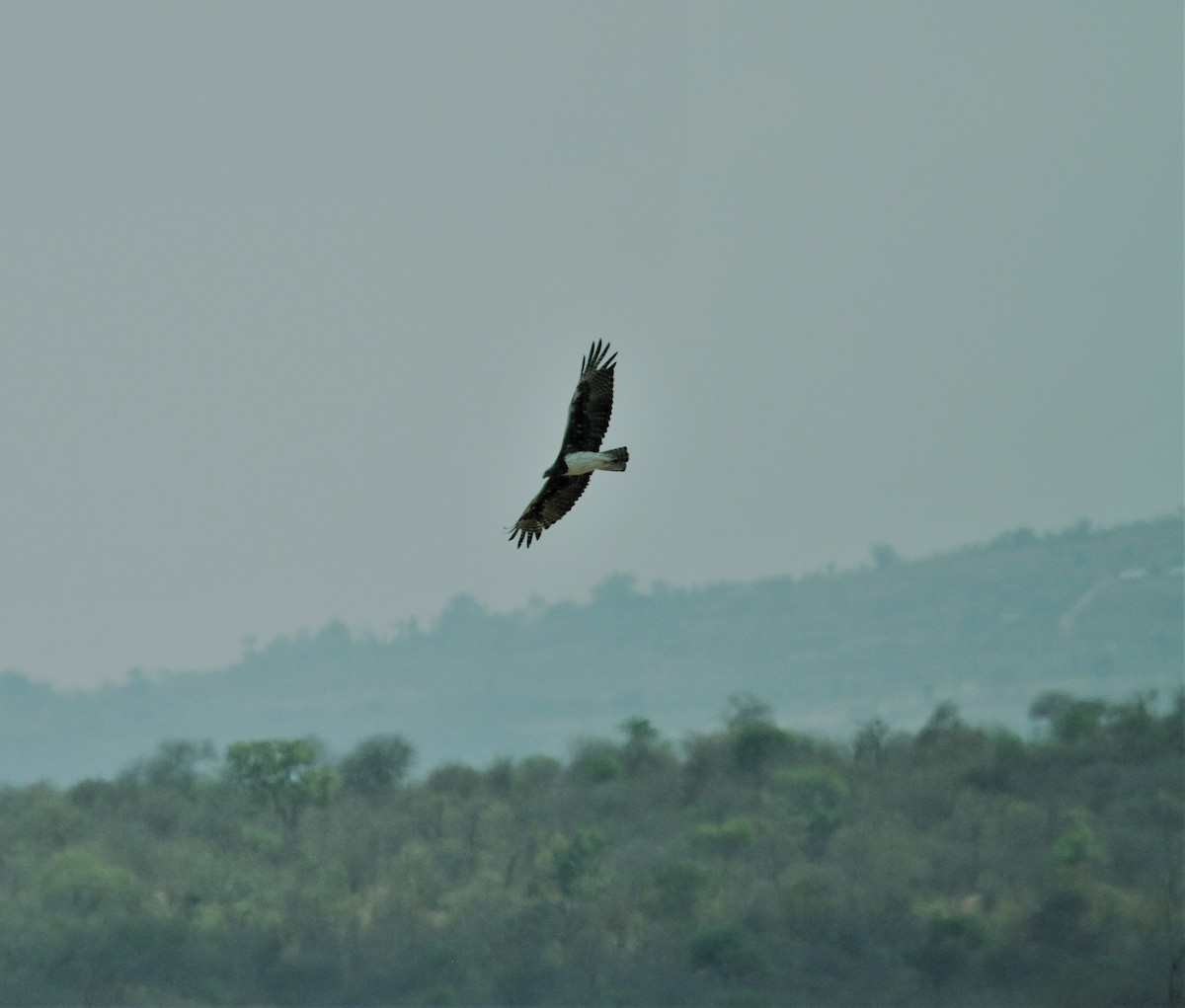 Martial Eagle - ML378269681