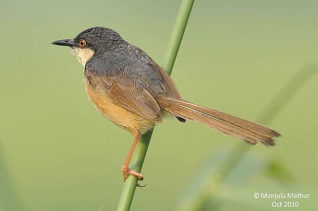 Ashy Prinia - ML378269781