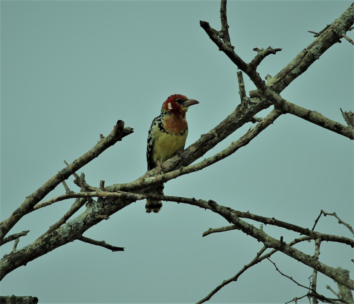 Flammenkopf-Bartvogel - ML378270101