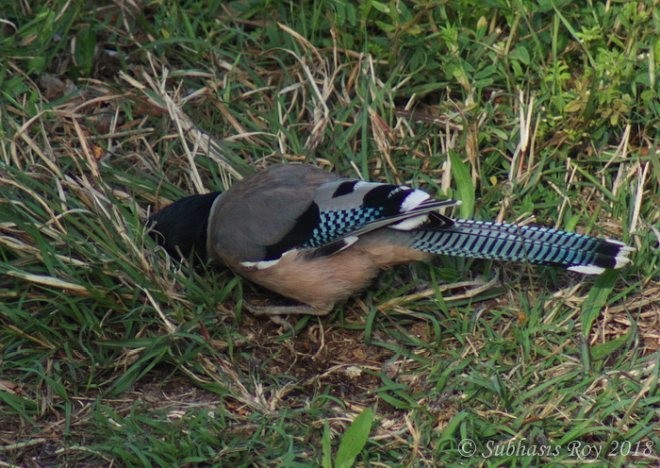 Black-headed Jay - Subhasis Roy