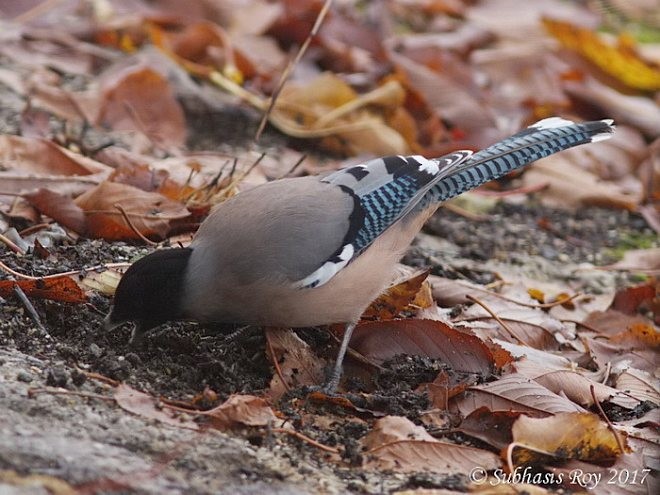 Black-headed Jay - Subhasis Roy