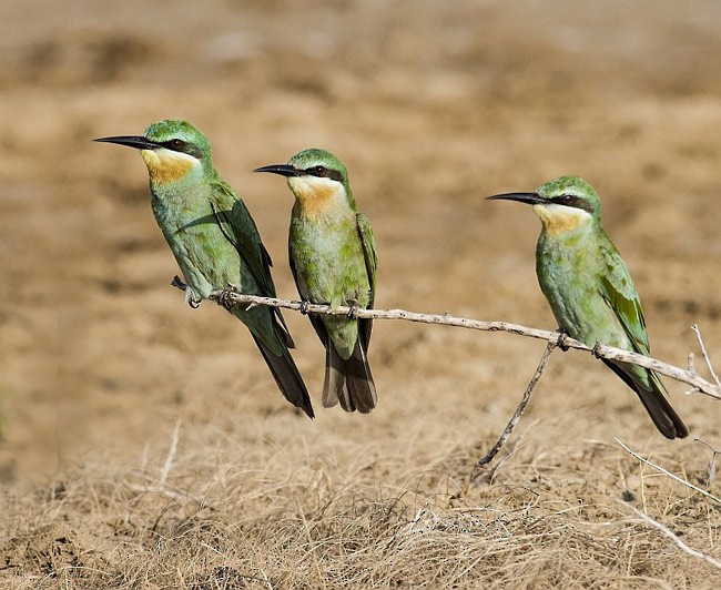 Blue-cheeked Bee-eater - ML378270721