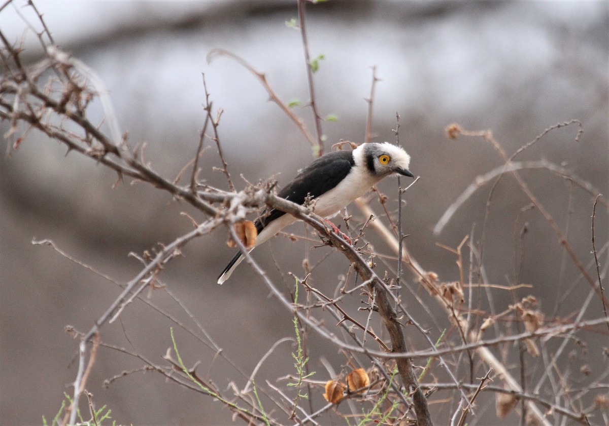 White Helmetshrike - ML378270741