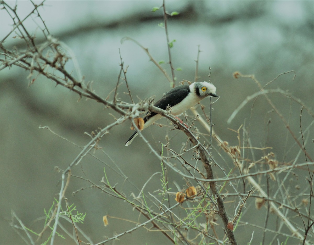 White Helmetshrike - ML378270761