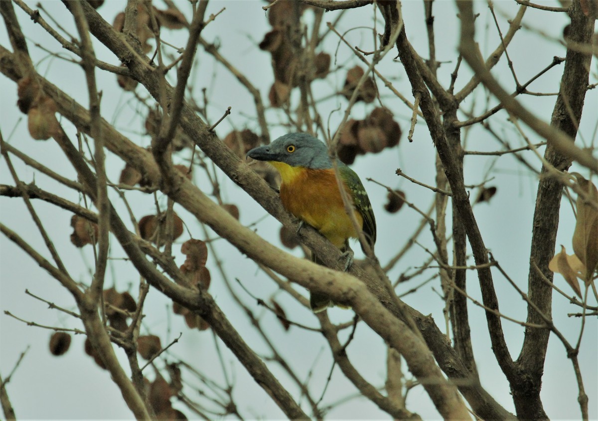 Gray-headed Bushshrike - ML378271341