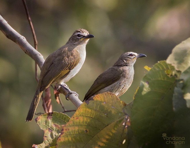 White-browed Bulbul - ML378271471