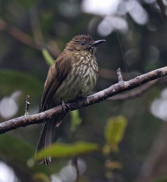 Sumatran Bulbul - David Fisher
