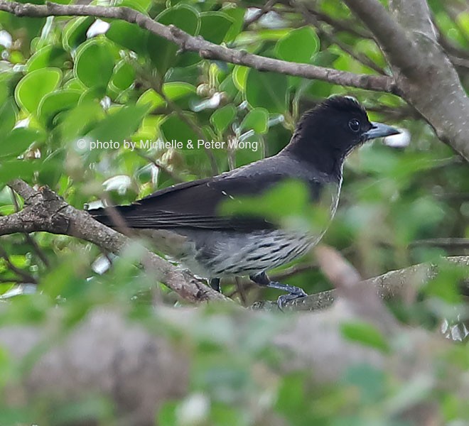 Silver Oriole - ML378272061