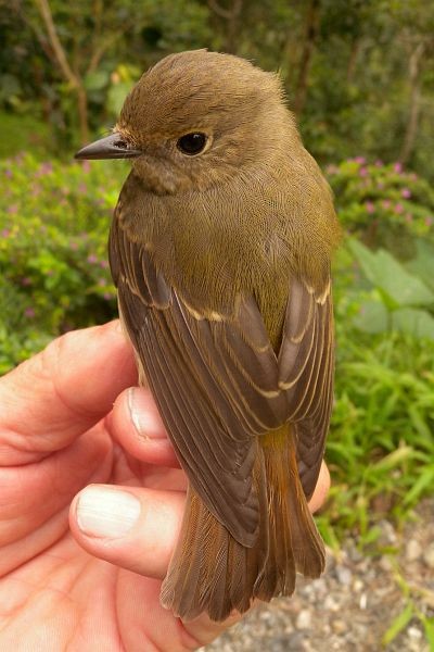 Narcissus Flycatcher - ML378272451