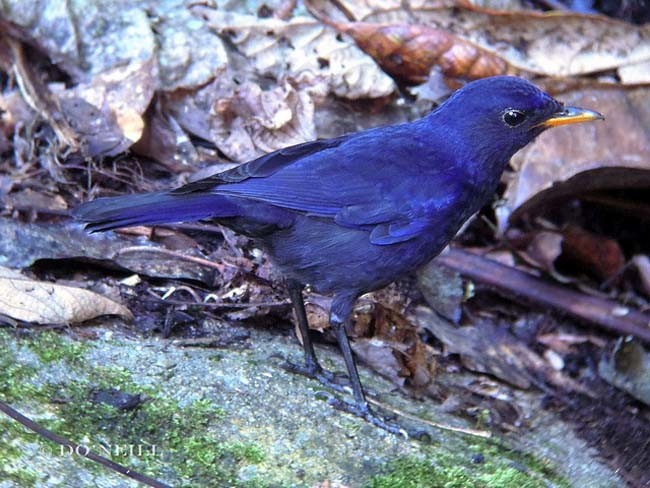 Malayan Whistling-Thrush - Daisy O'Neill