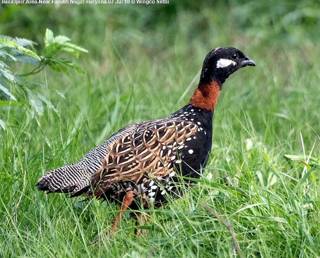 Black Francolin (Eastern) - ML378273521